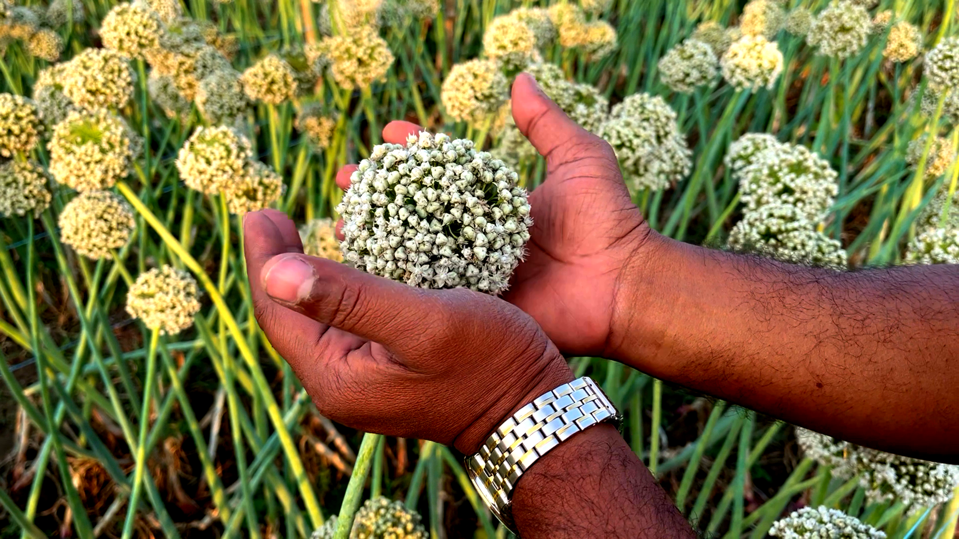 পেঁয়াজের ফুল চাষ