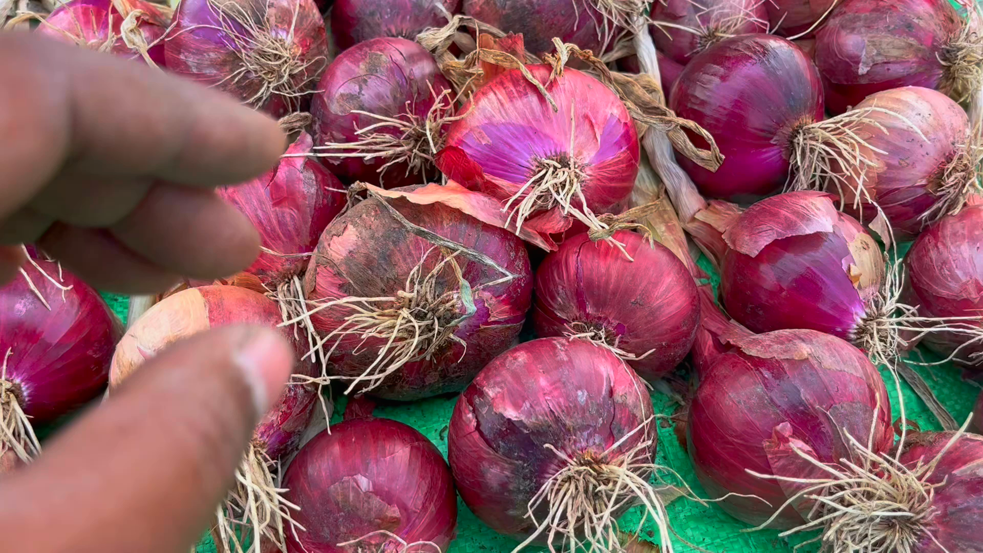 আনন্দবাস গ্রামের পেঁয়াজ