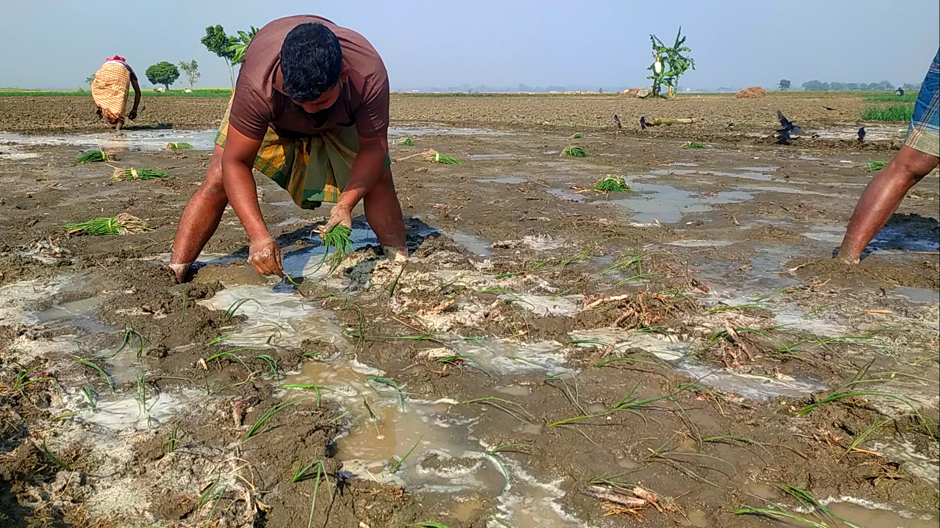 রোপনে পেঁয়াজ চাষ পদ্ধতি