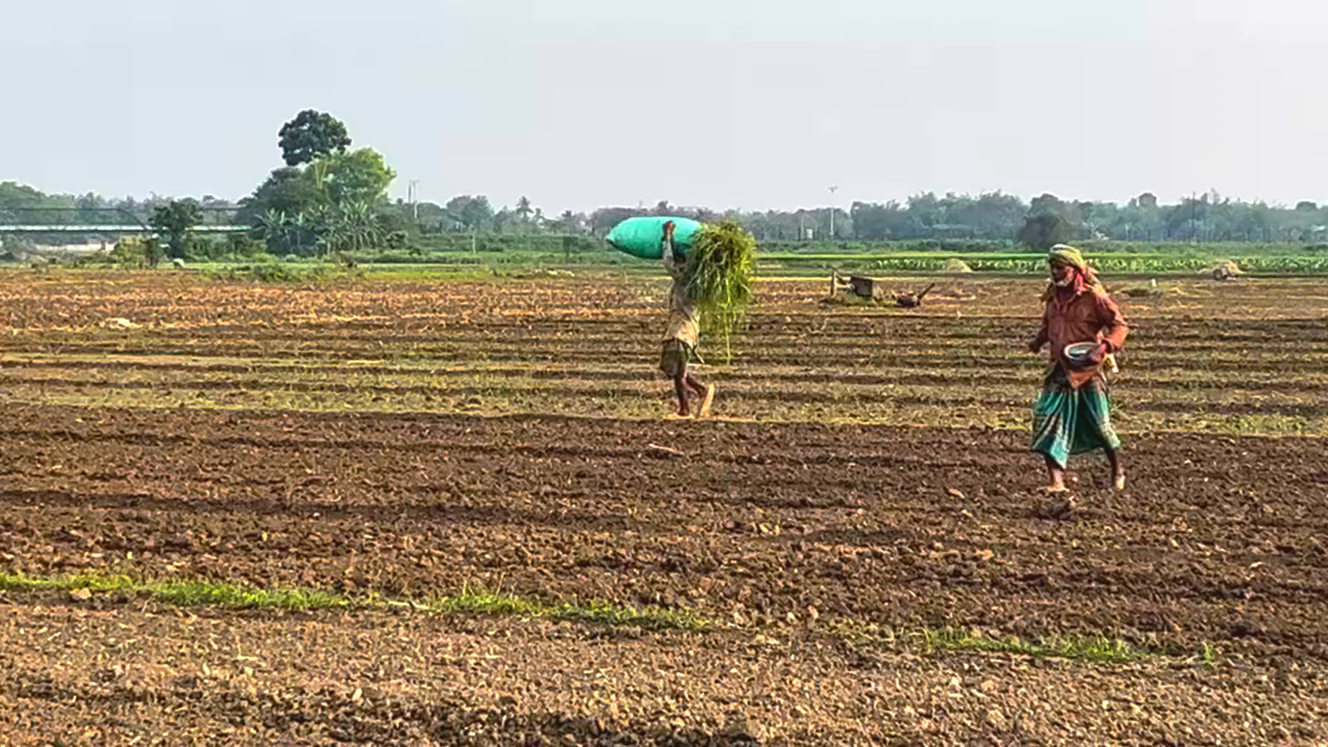 বপনে পেঁয়াজ চাষ পদ্ধতি