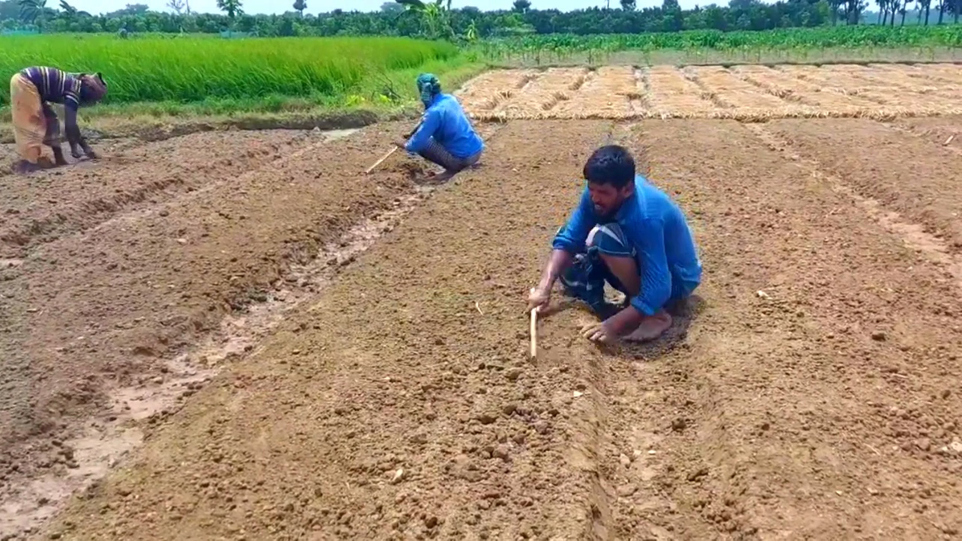 নাসিক পেঁয়াজের বেড তৈরি পদ্ধতি 