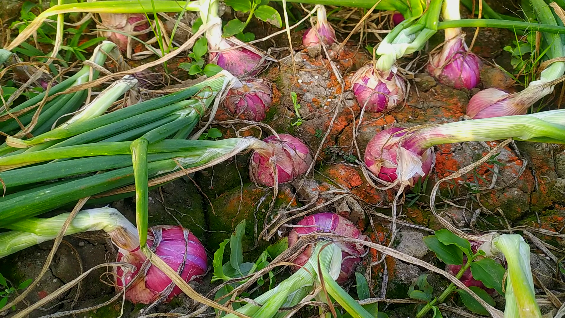 নাসিক পেঁয়াজ চাষ পদ্ধতি