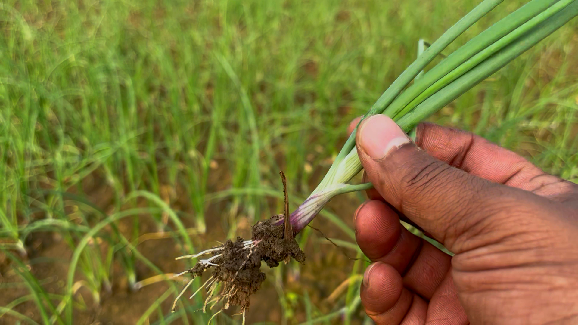 সুখ সাগর পেঁয়াজ কখন চাষ শুরু হয় 