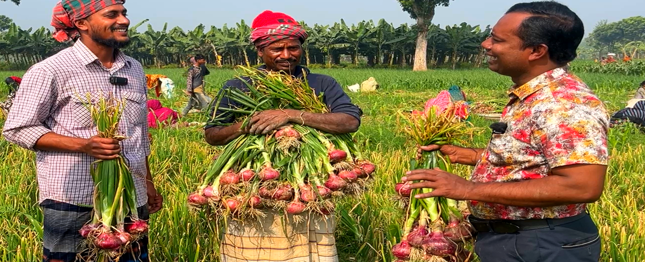 মাস্টার নাসিক ( বারোমাসি পেঁয়াজ বীজ )