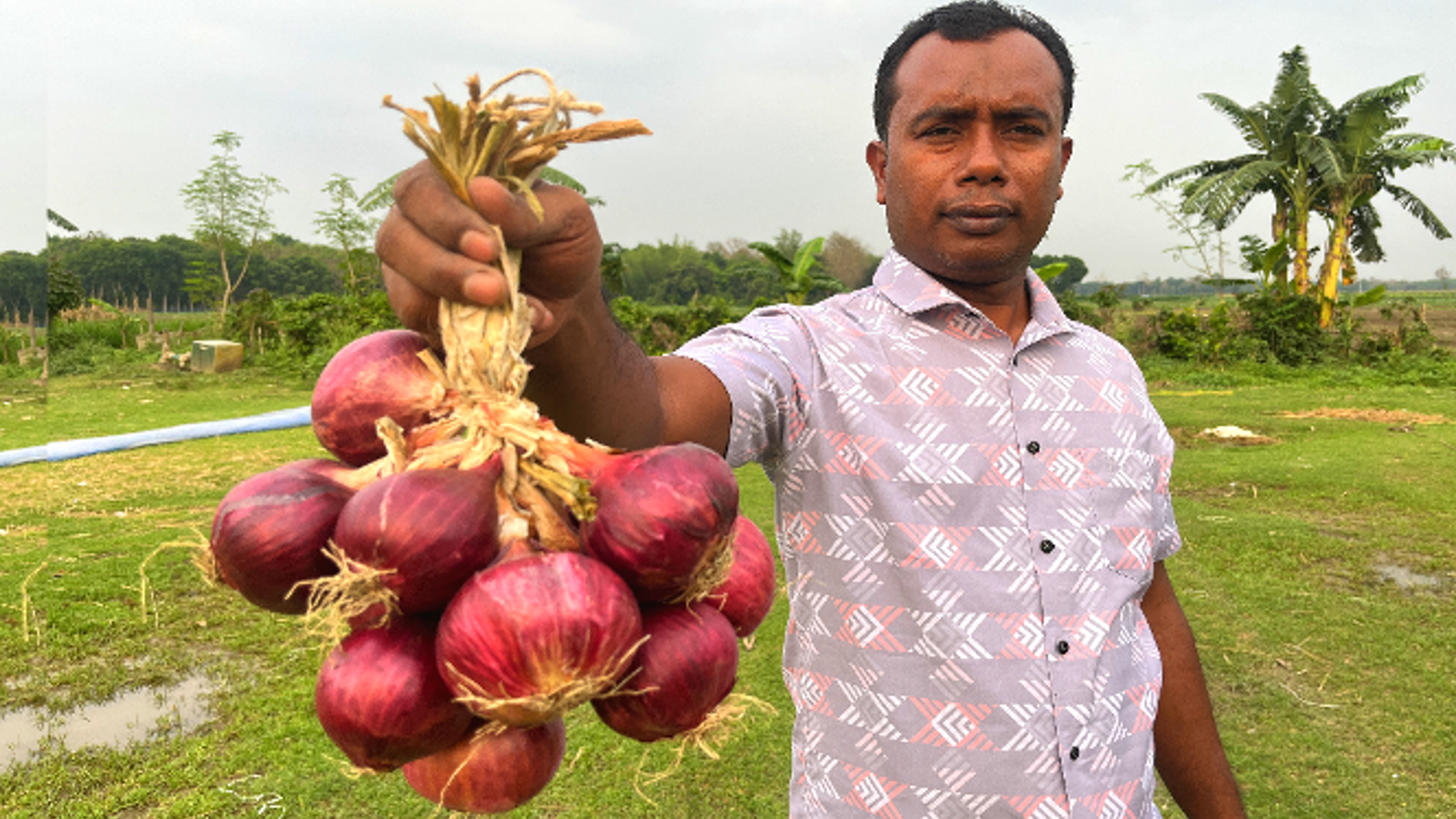৩৩ শতকে বা ১ বিঘায় ২০০ মন ফলনঃ