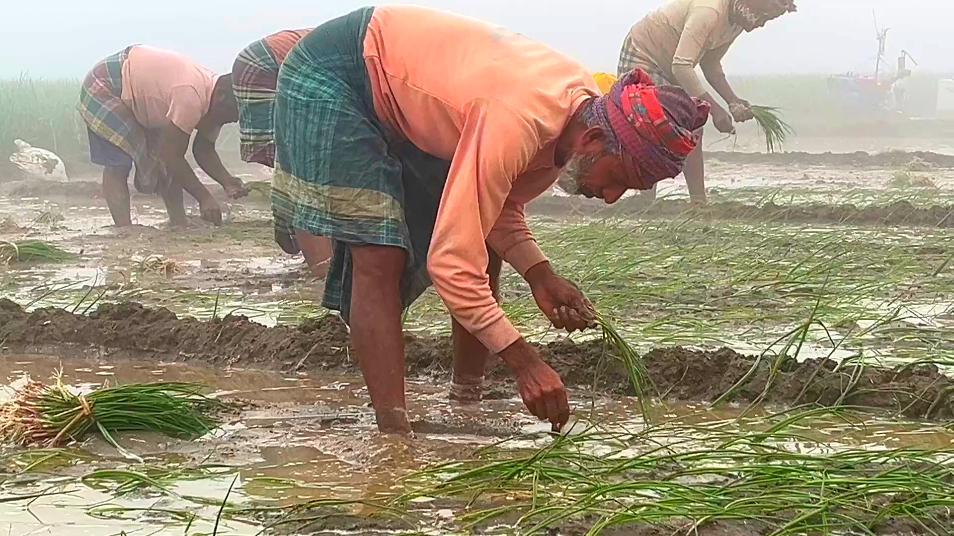 সুখ সাগর পেঁয়াজ চাষের পূর্ণাঙ্গ নির্দেশিকা