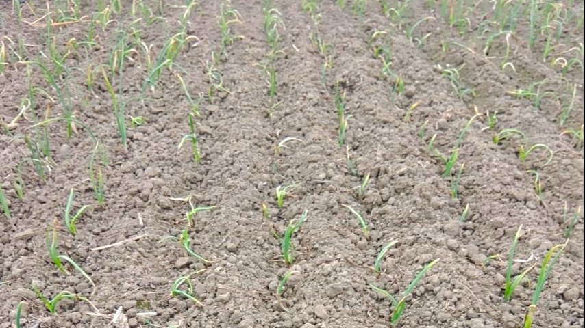 পেঁয়াজের চারা রোপণের পর আগা শুকিয়ে যাওয়া, শিকড় পচে যাওয়া, পাতা হলুদ হয়ে যাওয়া, গাছ নুয়ে পড়া সমস্যা কেন হয় এবং করনীয় কি? 