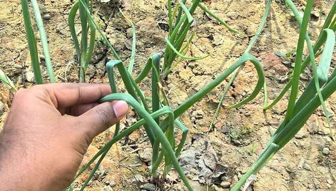 পেঁয়াজের আগা ভাঙা বা শুকানো রোগ: কারণ ও প্রতিকার