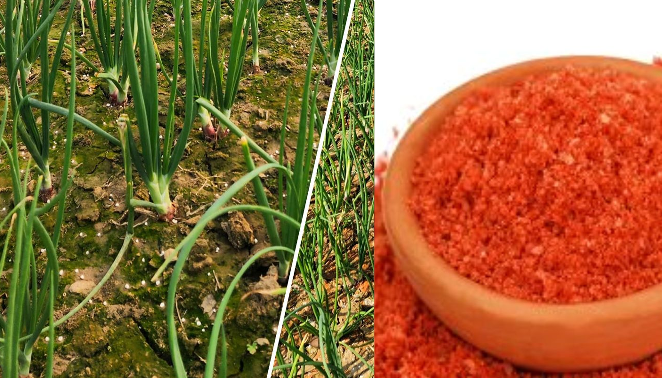 পেঁয়াজ আবাদে পটাশ সার কেন জরুরি?