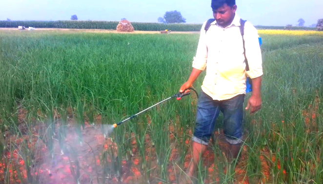 পেঁয়াজ আবাদে নিশ্চিত ফলনের স্প্রে সিডিউল